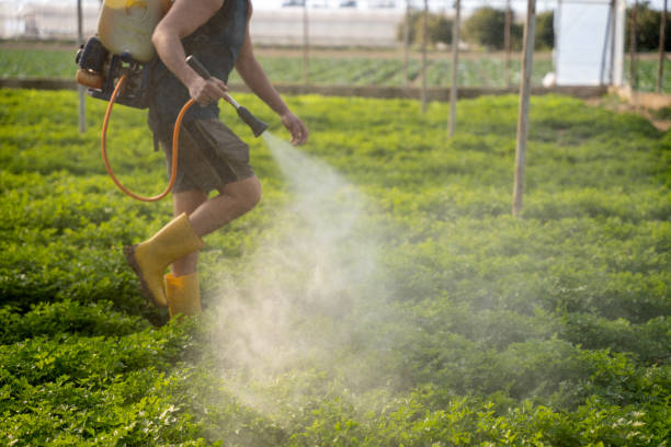 Best Wasp Removal Services  in Oak Hill, WV