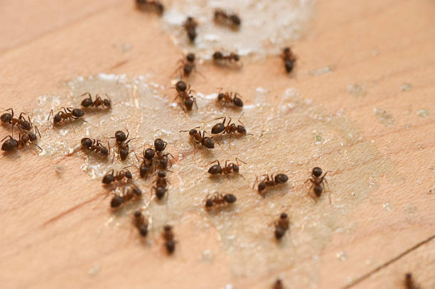 Professional Pest Control in Oak Hill, WV